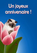 Un chat joueur sur une fleur d'anniversaire